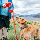 dog leash with water bowl